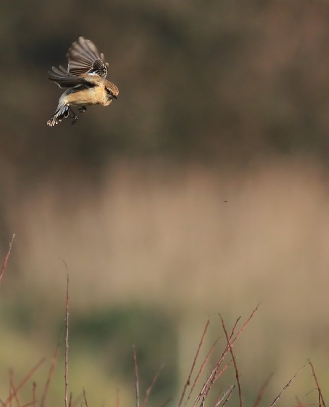 Caspian Stonechat / Kaspisk buskskvätta  (Saxicola torquata variegatus)