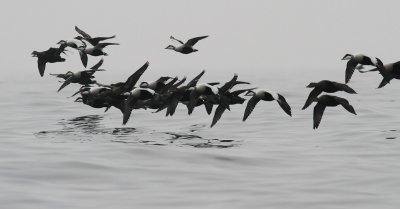 Eider / Ejder (Somateria mollissima)
