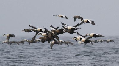 Eider / Ejder (Somateria mollissima)
