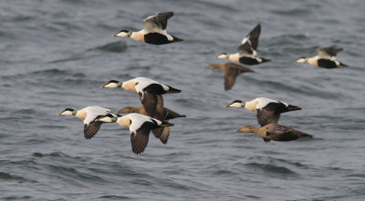 Eider / Ejder (Somateria mollissima)