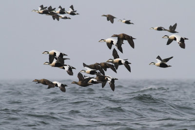 Eider / Ejder (Somateria mollissima)