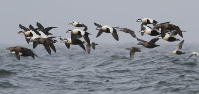 Eider / Ejder (Somateria mollissima)