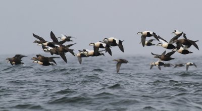 Eider / Ejder (Somateria mollissima)