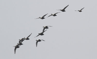 Steller's Eider / Alfrrdare (Polysticta stelleri)