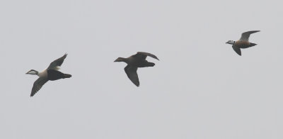 Steller's Eider / Alfrrdare (Polysticta stelleri)