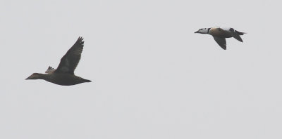 Steller's Eider / Alfrrdare (Polysticta stelleri)