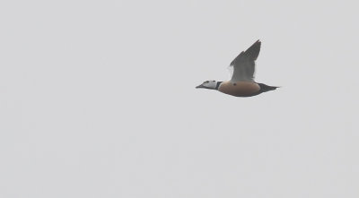 Steller's Eider / Alfrrdare (Polysticta stelleri)