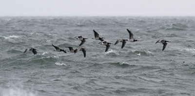 Barnacle Goose / Vitkindad gs (Branta leucopsis)