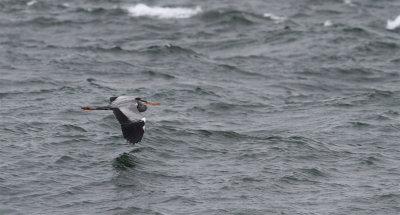 Grey Heron / Grhger (Ardea cinerea)