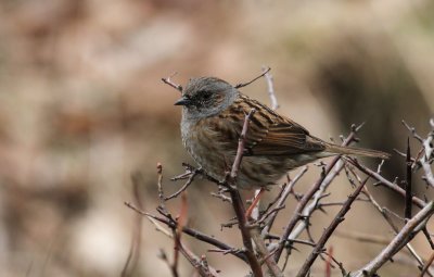 Dunnock / Järnsparv (Prunella modularis)
