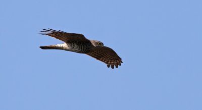 Sparrowhawk / Sparvhk (Accipiter nisus)
