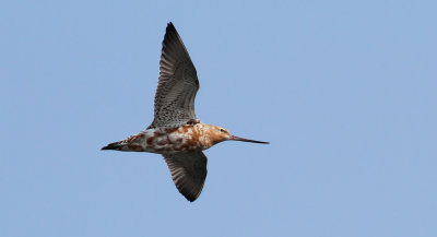 Bar-tailed Godwit / Myrspov (Limosa lapponica)