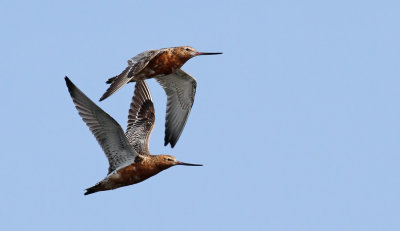 Bar-tailed Godwit / Myrspov (Limosa lapponica)