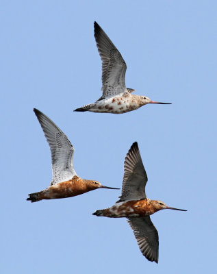 Bar-tailed Godwit / Myrspov (Limosa lapponica)
