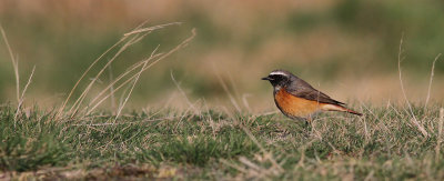 Redstart / Rdstjrt (Phoenicurus phoenicurus)