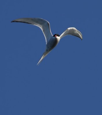 Arctic Tern / Silvertrna (Sterna paradisea)