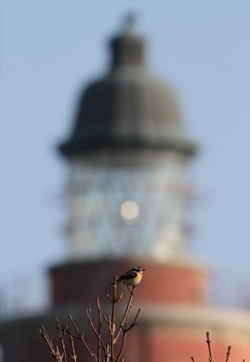 Whinchat / Buskskvätta (Saxicola rubetra)