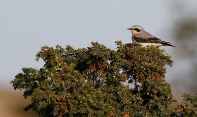 Wheatear / Stenskvätta (Oenanthe oenanthe)