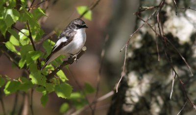 Pied Flycatcher / Svartvit flugsnappare (Ficedula hypoleuca)
