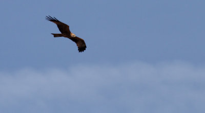 Black Kite / Brun glada (Milvus migrans)