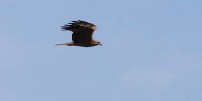 Black Kite / Brun glada (Milvus migrans)