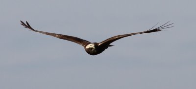 Western Marsh Harrier / Brun kärrhök (Circus aeruginosus)