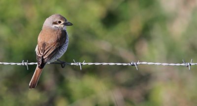 Red-backed Shrike / Trnskata (Lanius collurio)