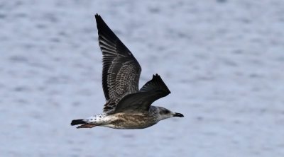 Caspian Gull / Kaspisk trut (Larus cachinnans)
