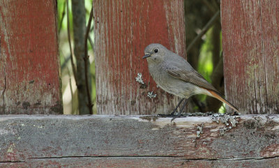 Black Redstart / Svart rödstjärt (Phoenicurus ochruros)