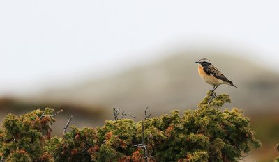Whinchat / Buskskvätta (Saxicola rubetra)