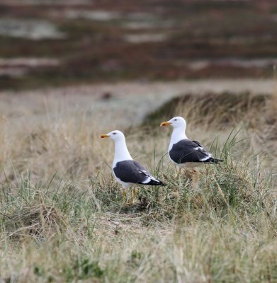 Lesser Black-backed Gull / Silltrut (Larus fuscus intermedius)