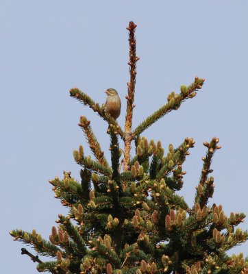 Ortolan Bunting / Ortolansparv (Emberiza hortulana)