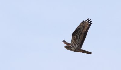 Honey Buzzard / Bivråk (Pernis apivorus)