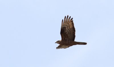 Honey Buzzard / Bivråk (Pernis apivorus)