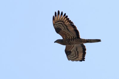 Honey Buzzard / Bivråk (Pernis apivorus)