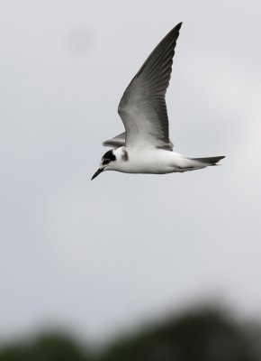 Black Tern / Svarttrna (Chlidonias niger)