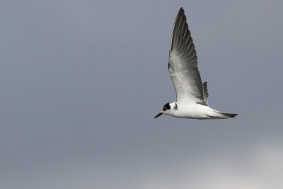 Black Tern / Svarttrna (Chlidonias niger)