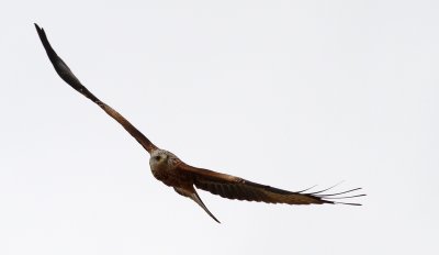 Red Kite / Glada (Milvus milvus)