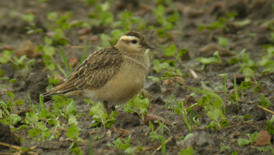 Dotterel / Fjllpipare (Charadrius morinellus)