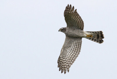 Sparrowhawk / Sparvhk (Accipiter nisus)