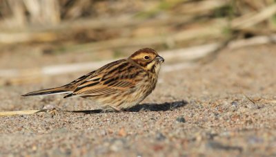 Reed Bunting / Svsparv (Emberiza schoeniclus)