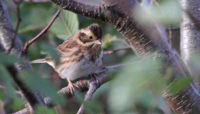 Rustic Bunting / Videsparv (Emberiza rustica)