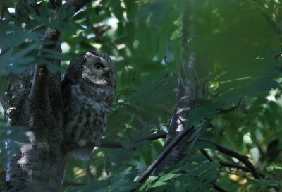 Tengmalm's Owl / Prluggla (Aegolius funereus)