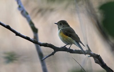 Red-flanked Bluetail / Blstjrt	(Tarsiger cyanurus)