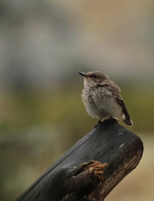 Spotted Flycatcher / Gr flugsnappare (Muscicapa striata)