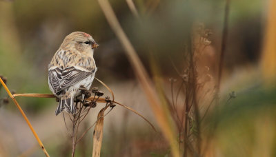 Arctic Redpoll / Snsiska (Carduelis hornemanni)