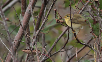 Willow Warbler / Lvsngare (Phylloscopus trochilus)