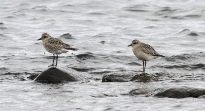 Grey Plover / Kustpipare (Pluvialis squatarola)