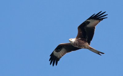 Red Kite / Glada (Milvus milvus)