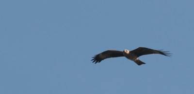 Black Kite / Brun glada (Milvus migrans)